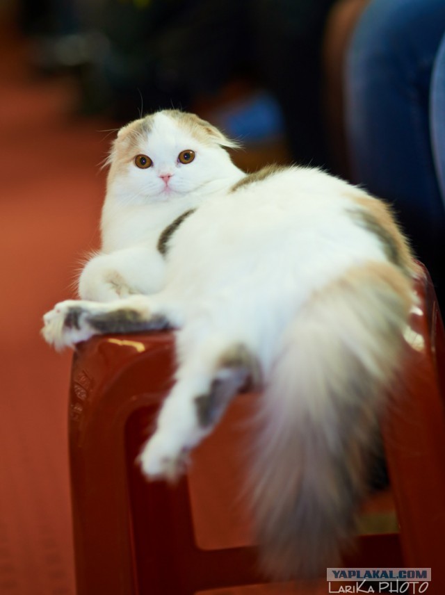 Котовторник 04.03.2014