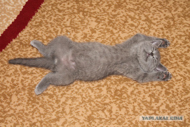 Домик для кота