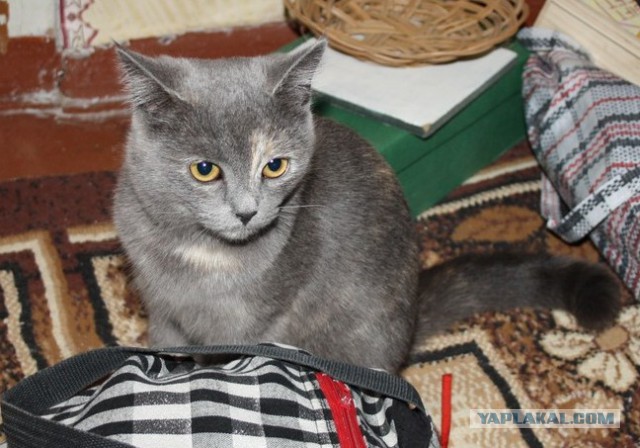 Котовторник 22.04.2014