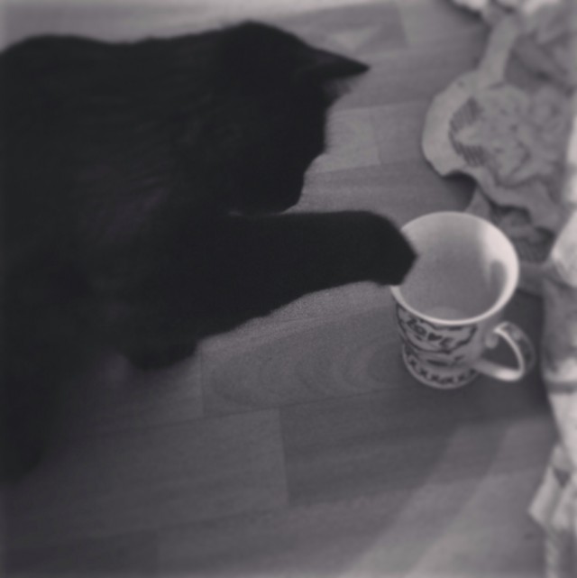 Котовторник 6.05.2014