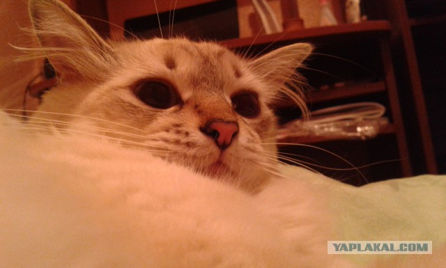 Котовторник 15.07.2014.