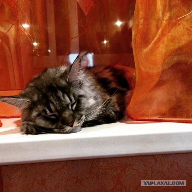 Котовторник 23.12.2014