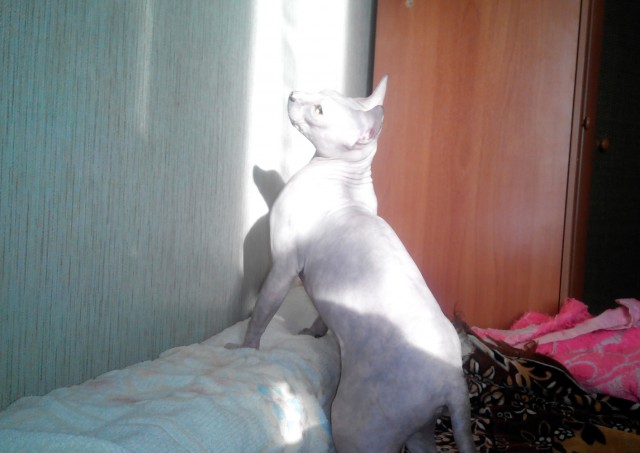 Кот. Просто кот