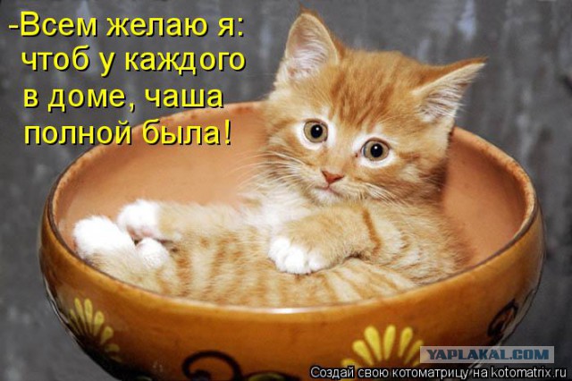 17 фотографий котов