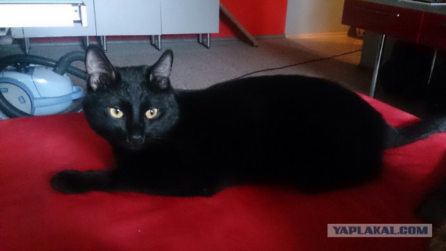 Котовторник 17.11.2015