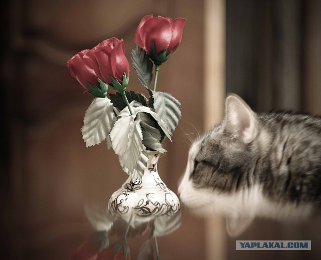 Котовторник