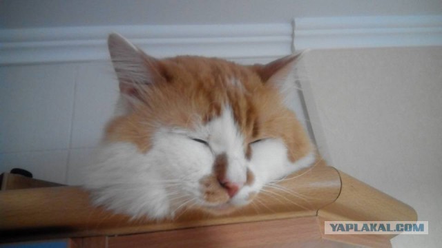 Котовторник