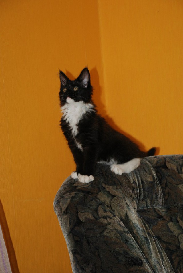 Пост невероятной кошачьей красоты. 25 фот.