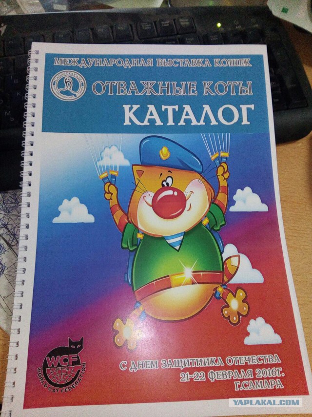 Котовторник 23.02.2016
