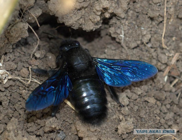 Не бойтесь шершней!