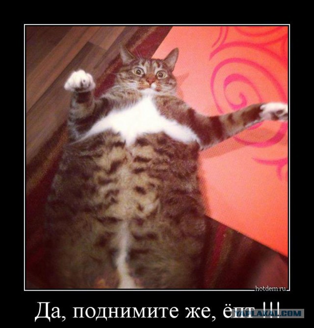 Когда животным делеть нехрен