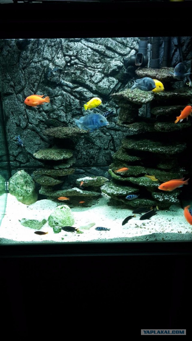 А запилю-ка я пост про рыбок (покажите своим котикам)