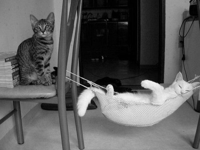 Демы к котовторнику!