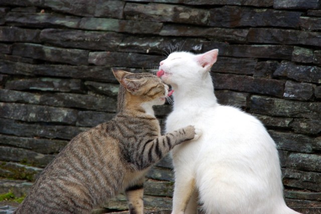 Любовь - морковь