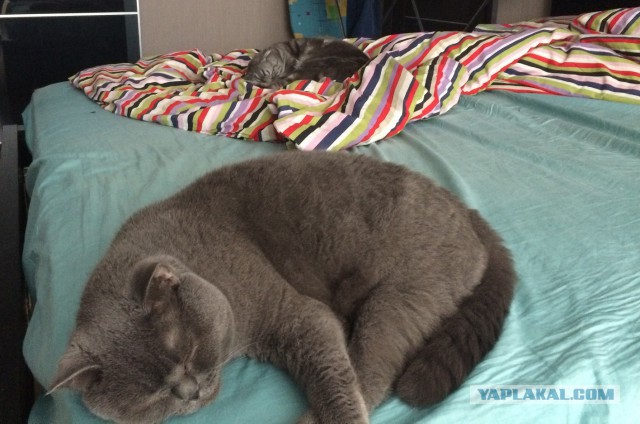 Ваши фотки котов на телефон