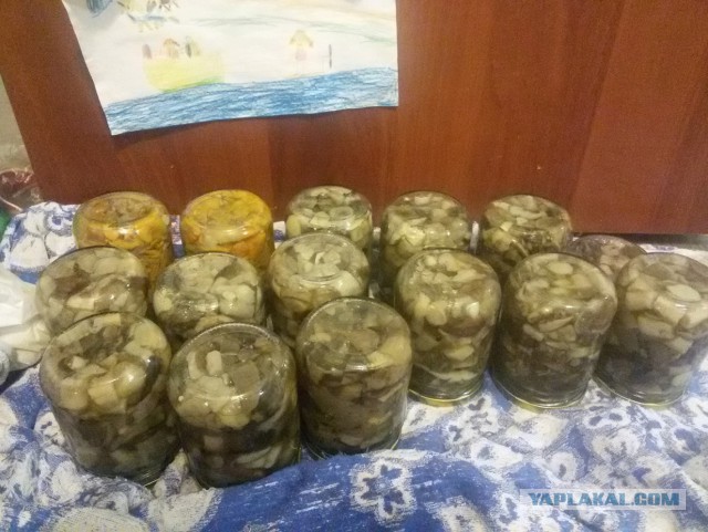 Грибов до.... много в общем.