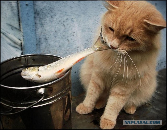 Морские котики