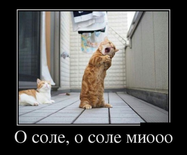 Коты из сети