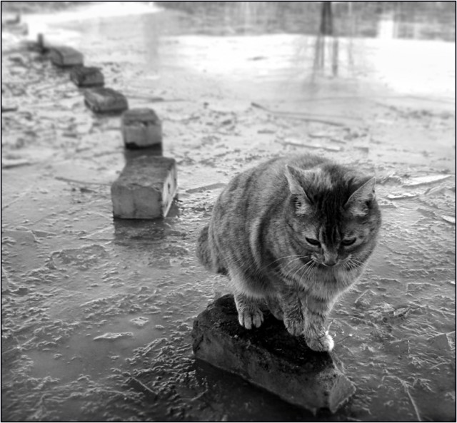 Коты из сети