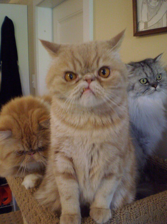 Коты из сети