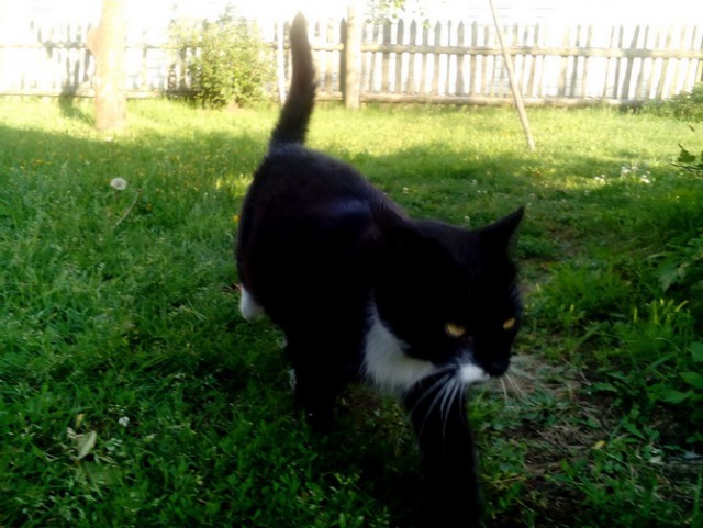 Котовторник 21.02.2017