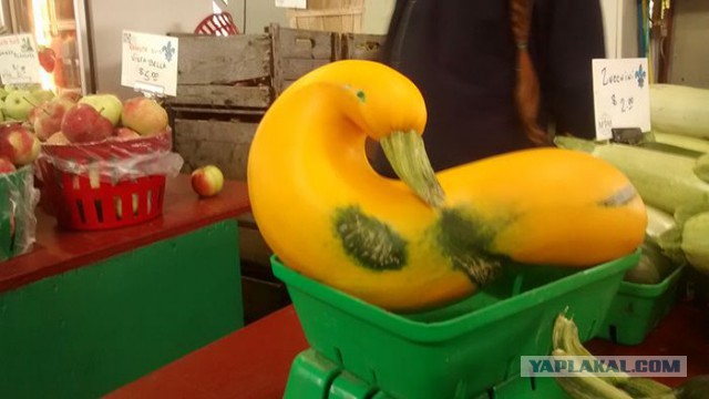 15 неожиданных вещей, которые страшно похожи друг на друга