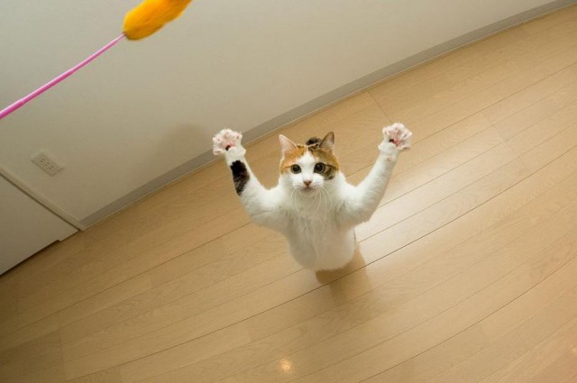 Коты и Кошки