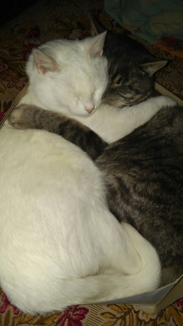 Коты и Кошки