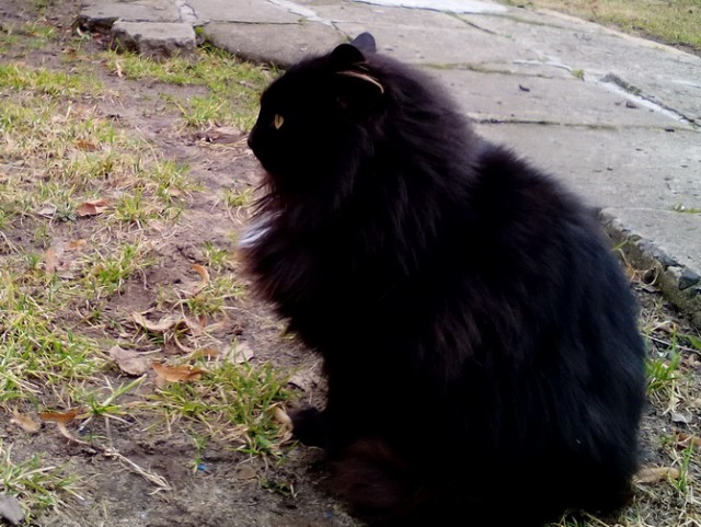 Котовторник 20.06.2017