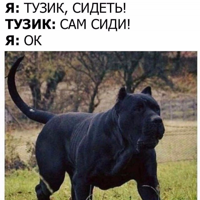 Подборка забавных животных