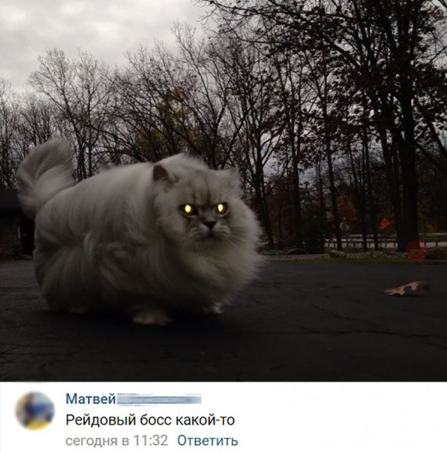 Коты и Кошки