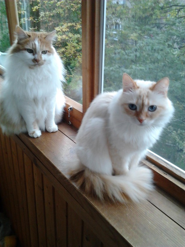 Коты и Кошки