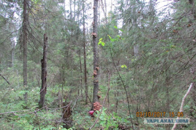А у нас начало грибного сезона