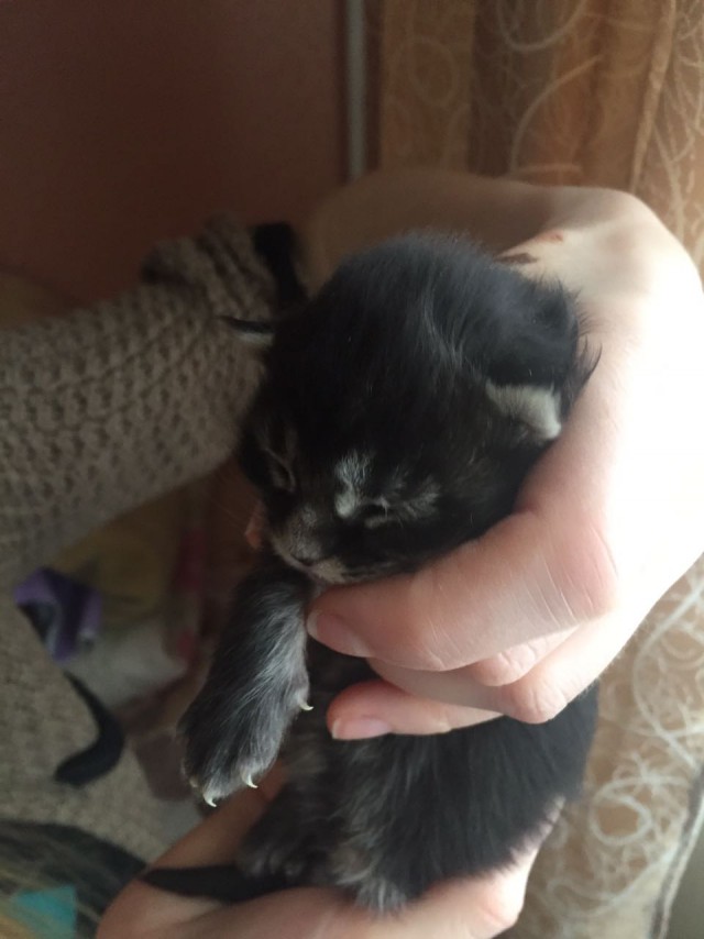 Котовторник  13.02.2018