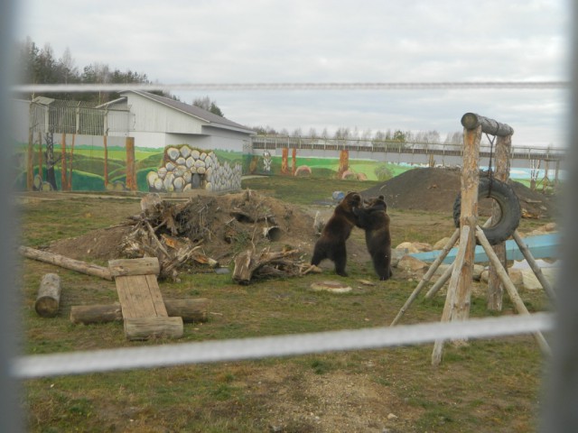 Живность из сети