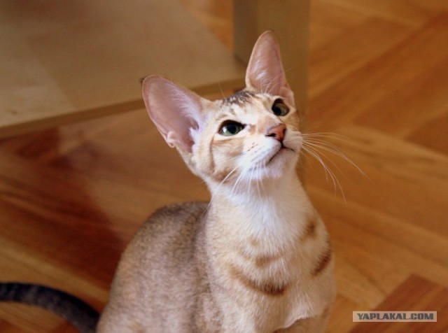 Котовторник на ЯПлакалъ (13.05.08)