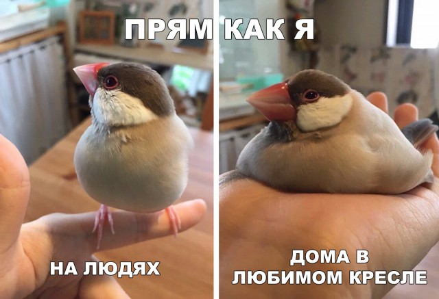 Живность из сети