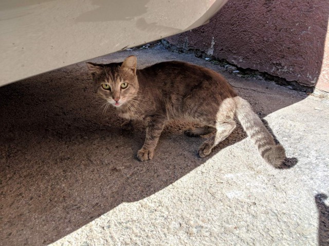 Котовторник 07.08.2018