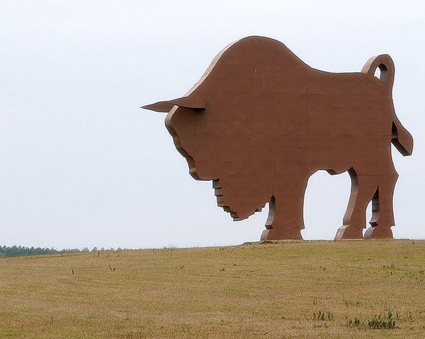 Белорусский зубр (3 фото)