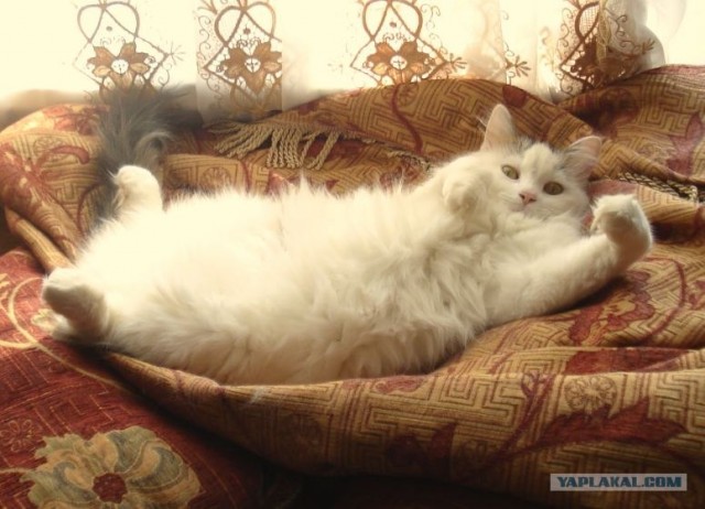 It's Catursday Fever! (Котовторник)
