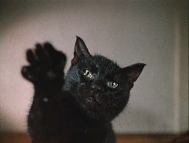 Котовторник уже сегодня!