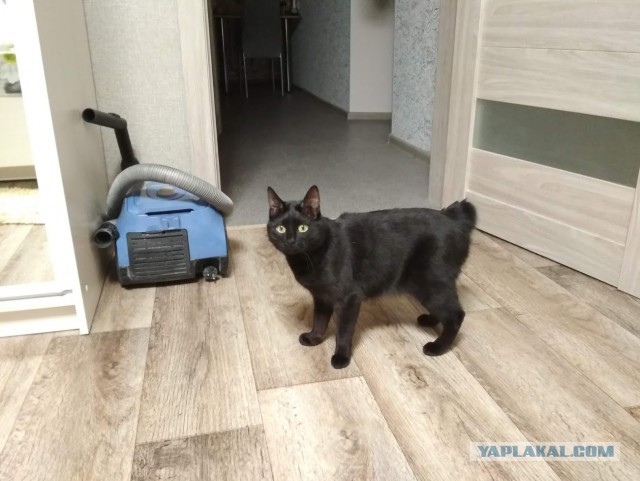 Котовторник 27.11.2018