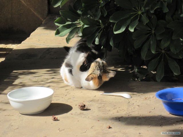 Котовторник! 08.11.11