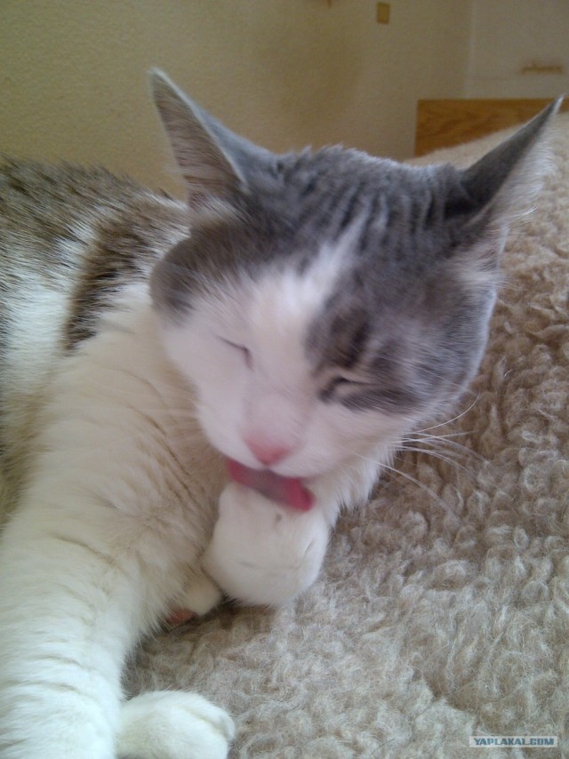 Котовторник 20.03.2012