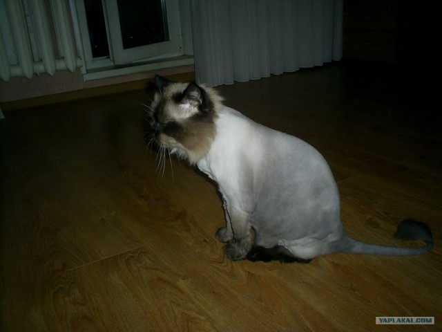 Котовторник 17.04.2012
