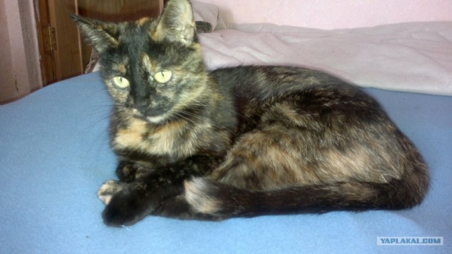 Котовторник  12. 06. 2012