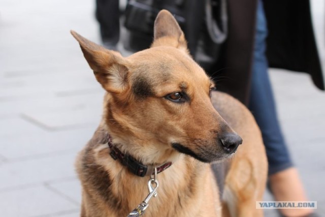 Собакочетверг