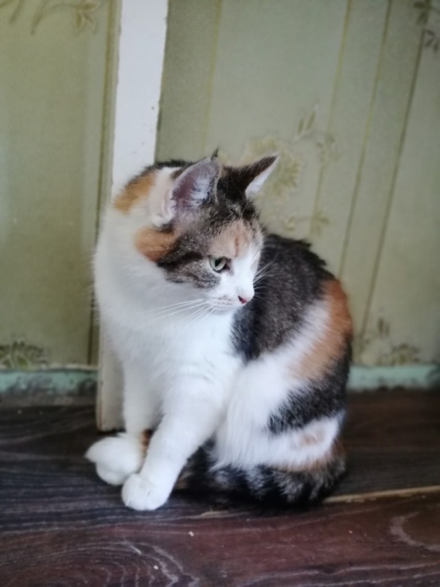 Забавные фото котеек