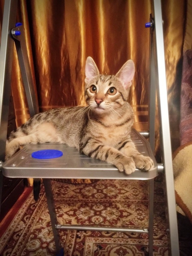 Забавные фото котеек