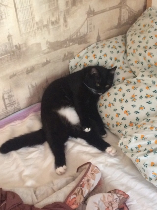 Забавные фото котеек